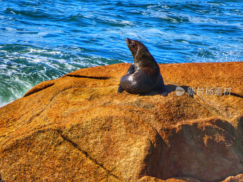 sea ​​lion in Cabo Polonio National Park in Rocha, Uruguay